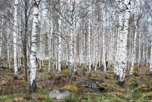 Birches in forest