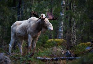 White moose in the forest