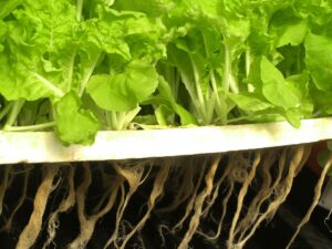 Hydroponic cultivation of lettuce