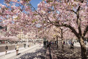 Cherry trees in Stockholm