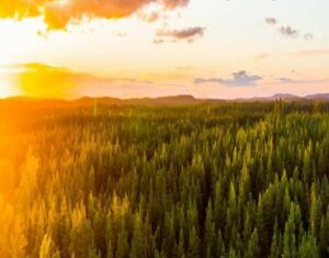 Overview of forest in the sunset