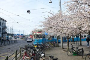 Trees blossoming in Gothenburg